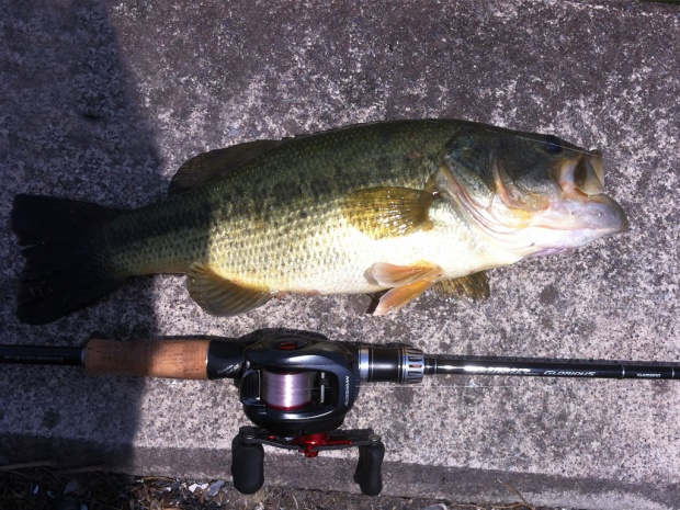 古新田 ブラックバス