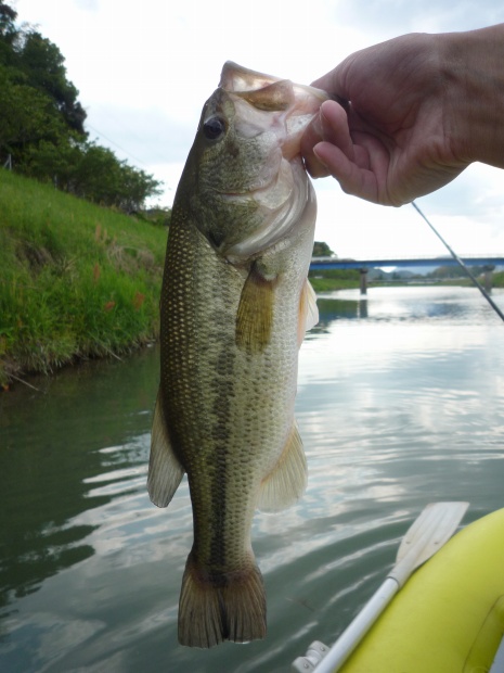 波介川 ブラックバス