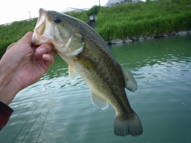 波介川 ブラックバス