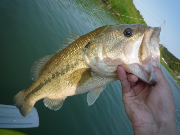 波介川 ブラックバス