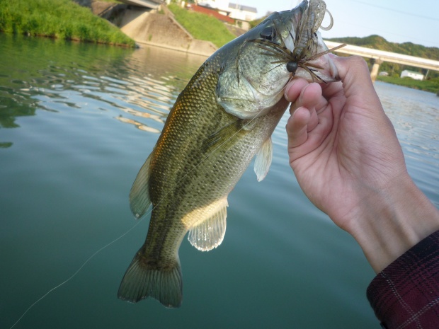 波介川 ブラックバス