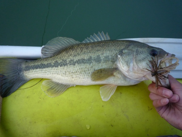 波介川 ブラックバス