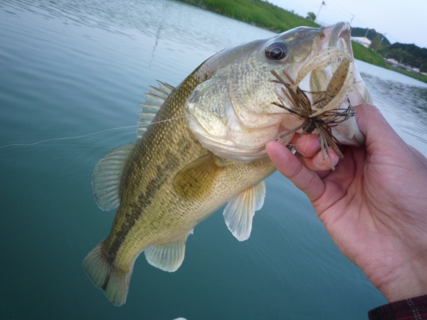 波介川 ブラックバス