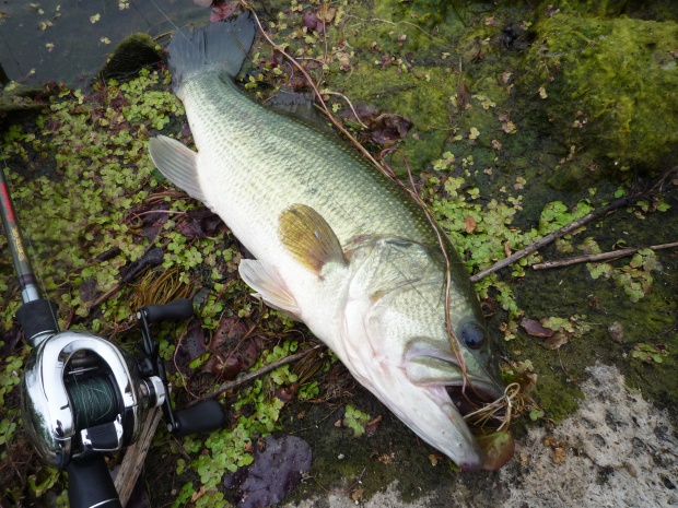 七区 ブラックバス