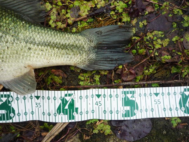 七区 ブラックバス