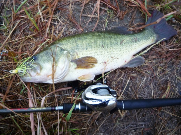 七区 ブラックバス