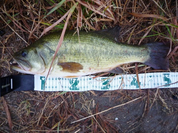 七区 ブラックバス