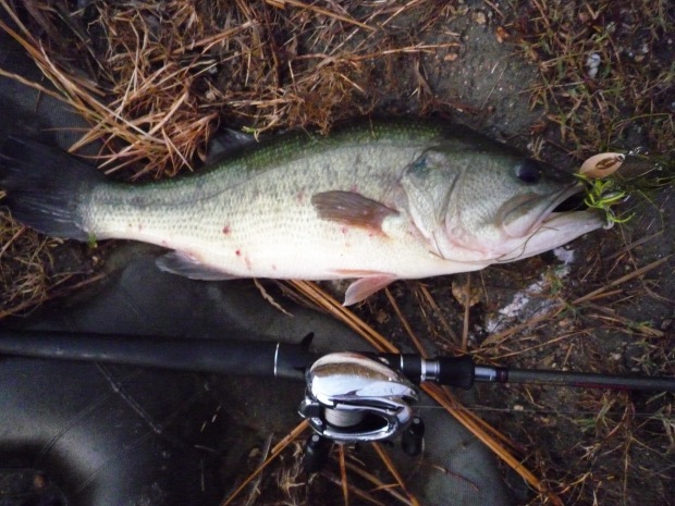 七区 ブラックバス