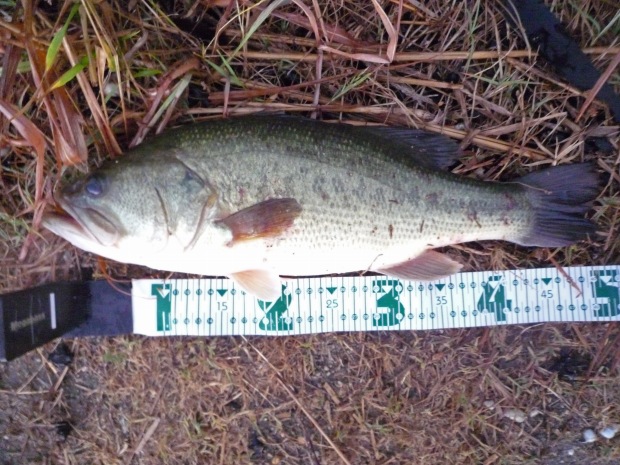 七区 ブラックバス