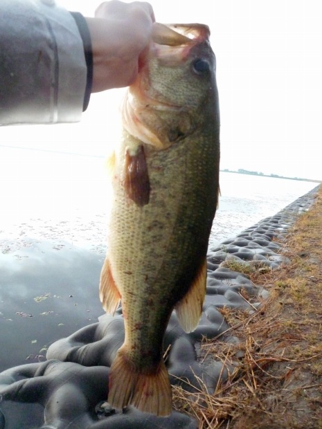 七区 ブラックバス