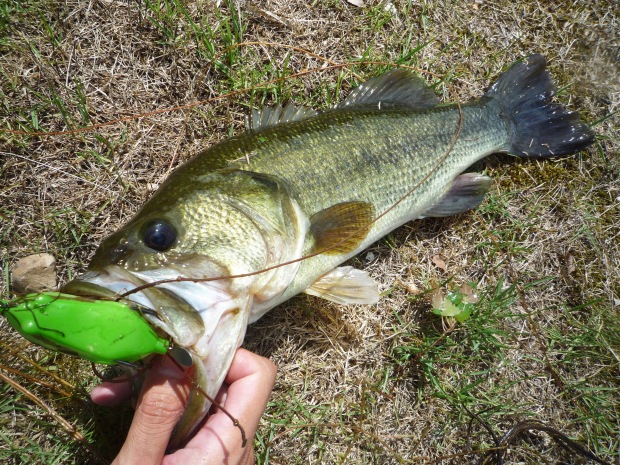 大苅田池 ブラックバス