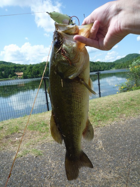 大苅田池 ブラックバス