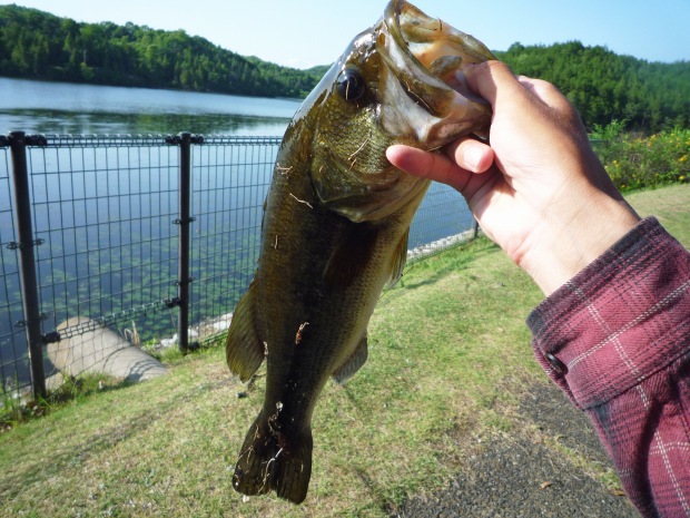 大苅田池 ブラックバス