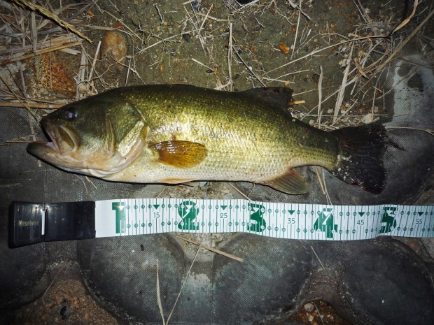 七区 ブラックバス