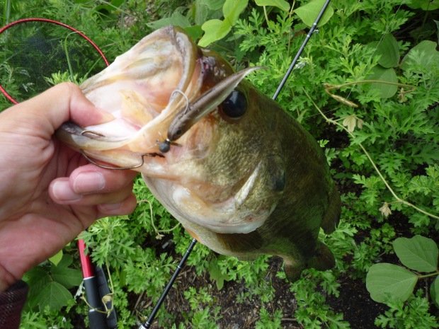 サイズ:43cm ルアー:ドライブクローラー 4.5inch