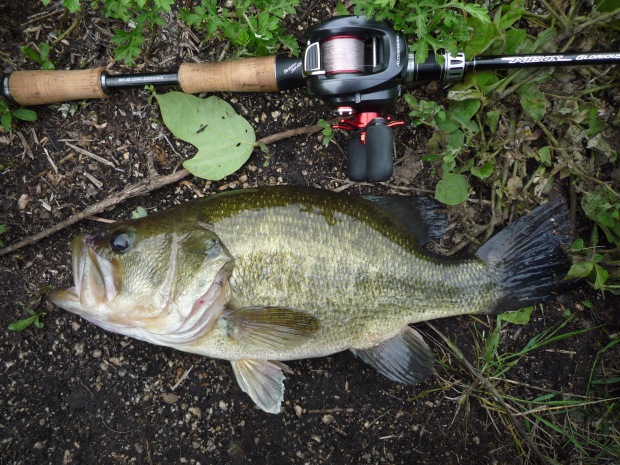 サイズ:43cm ルアー:ドライブクローラー 4.5inch