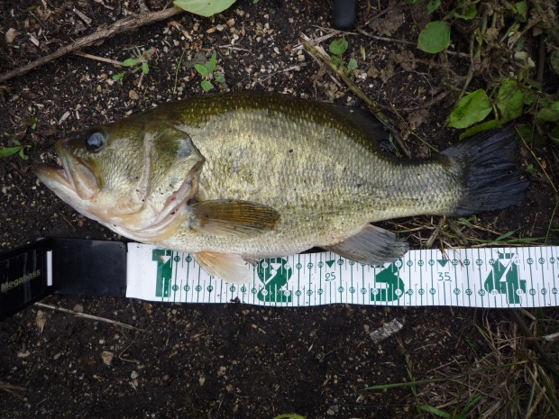 サイズ:43cm ルアー:ドライブクローラー 4.5inch