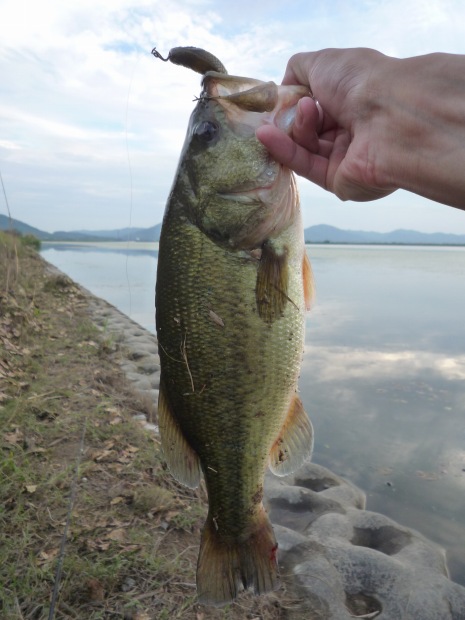 七区 ブラックバス