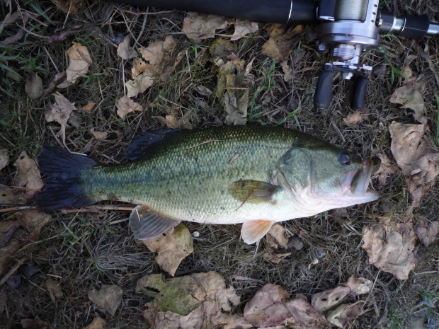 七区 ブラックバス