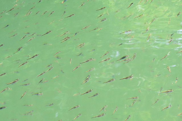 ベイトフィッシュ