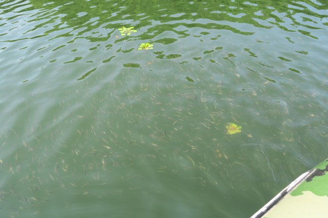 ベイトフィッシュ