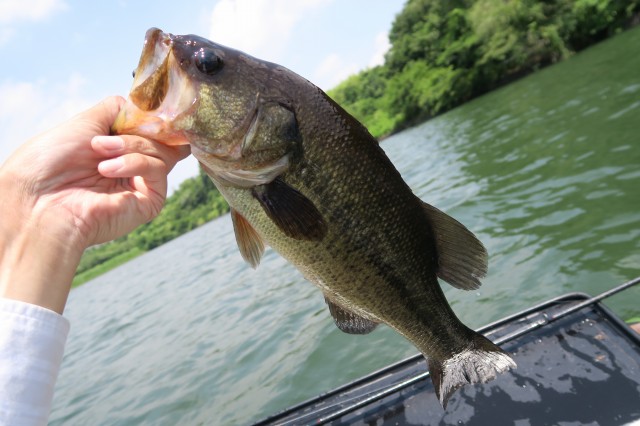 ブラックバス