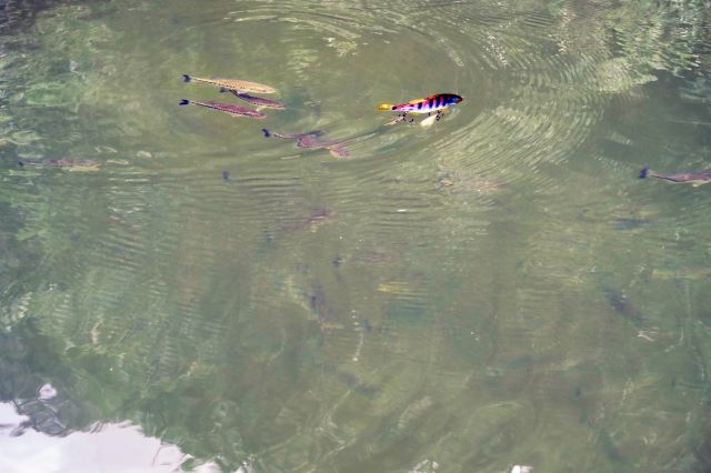 コバスとガンタレル