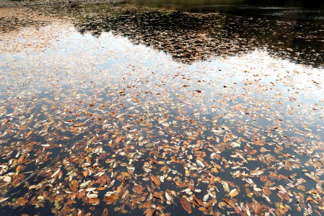 水面の落ち葉