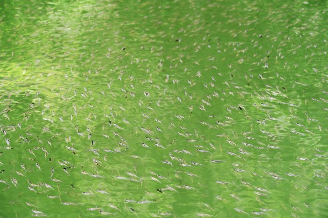 ブラックバスの稚魚