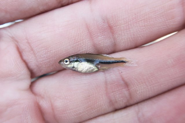 ブラックバスの稚魚