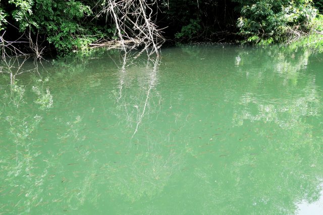 ブラックバスの稚魚