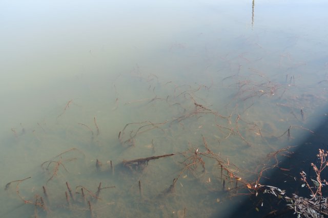 枯れたウィード