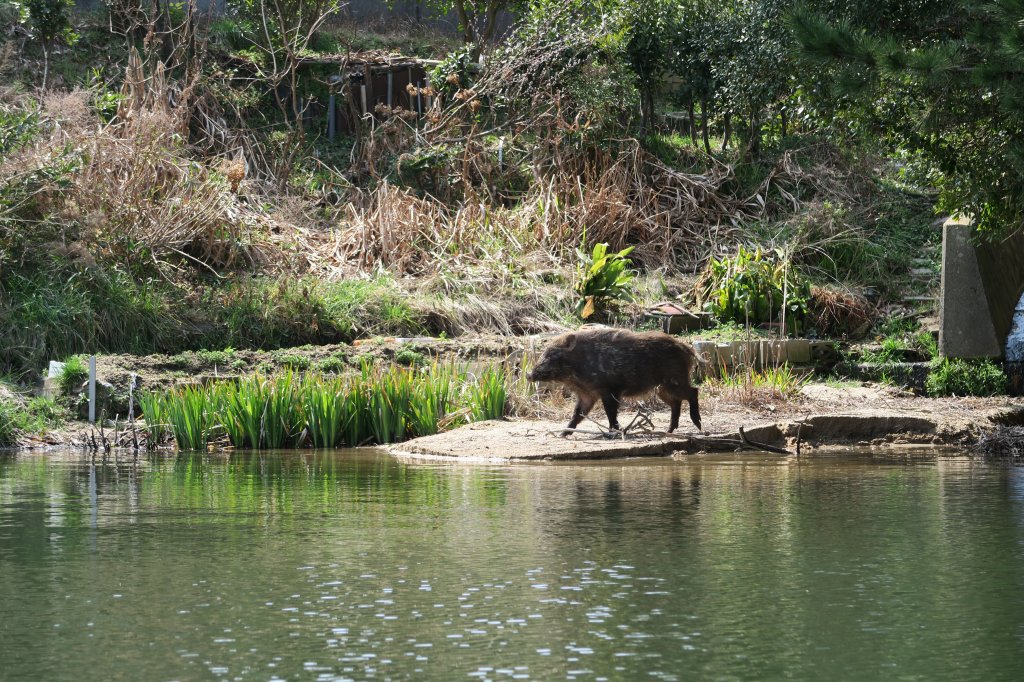 イノシシ