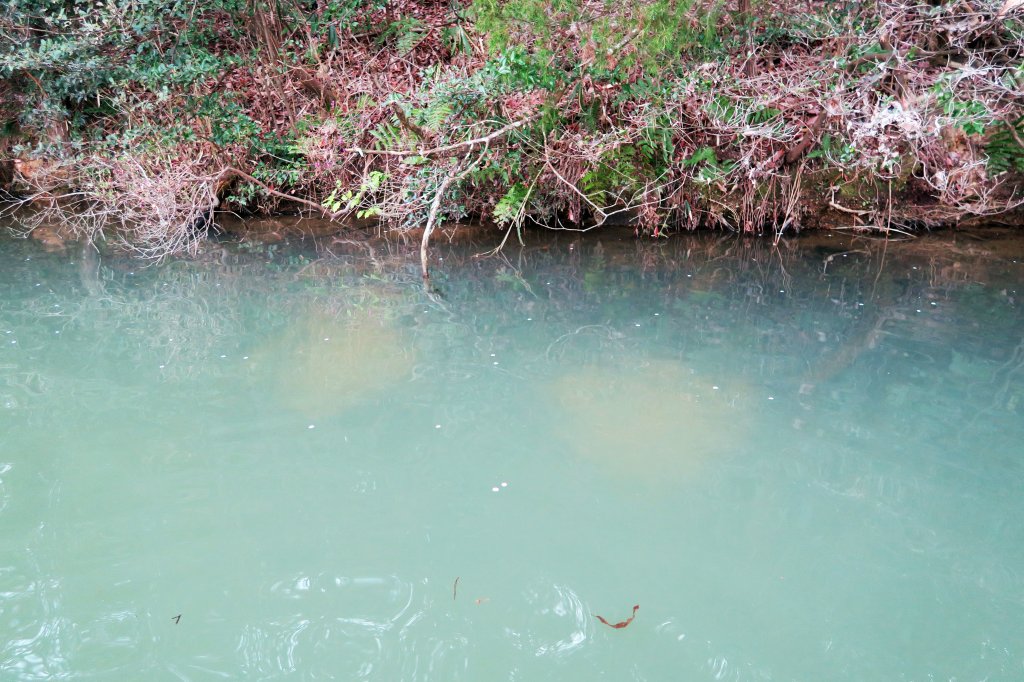 スポーニングベッド