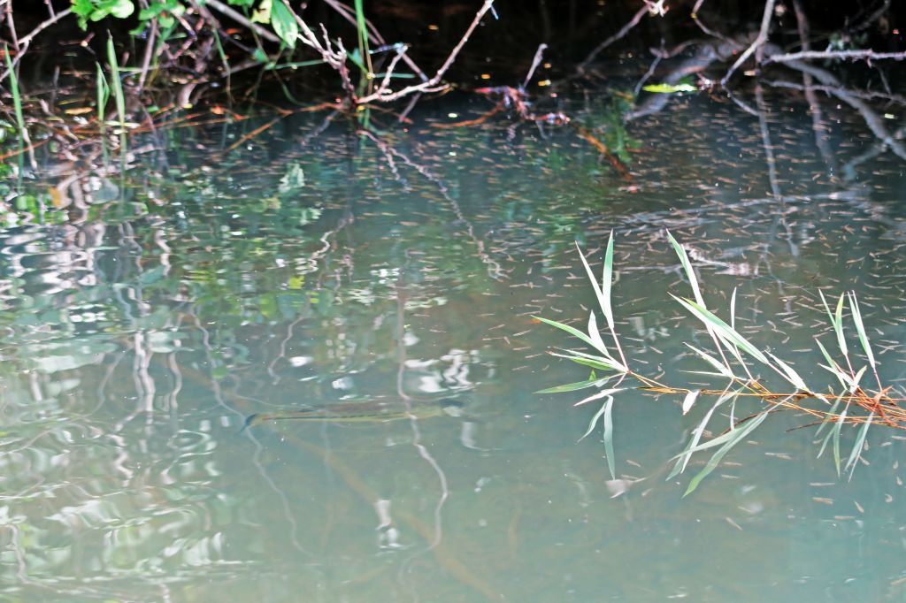 ブラックバスの稚魚