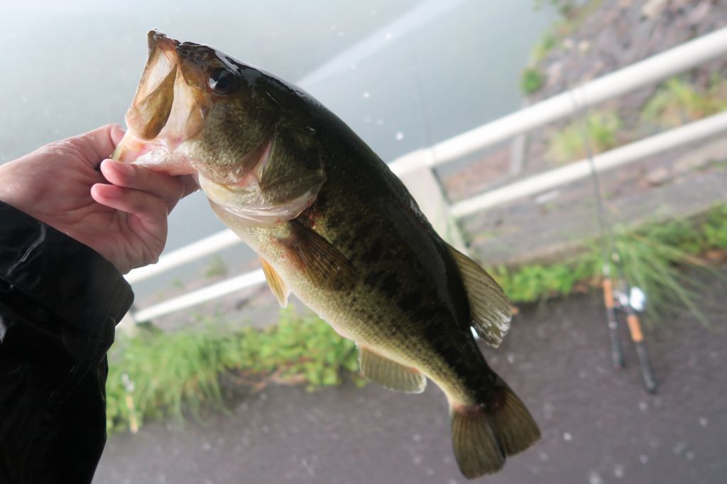 ブラックバス
