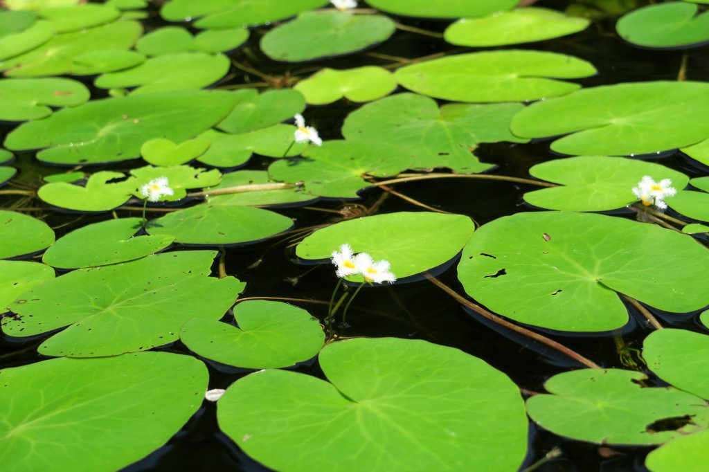 リリーパッド