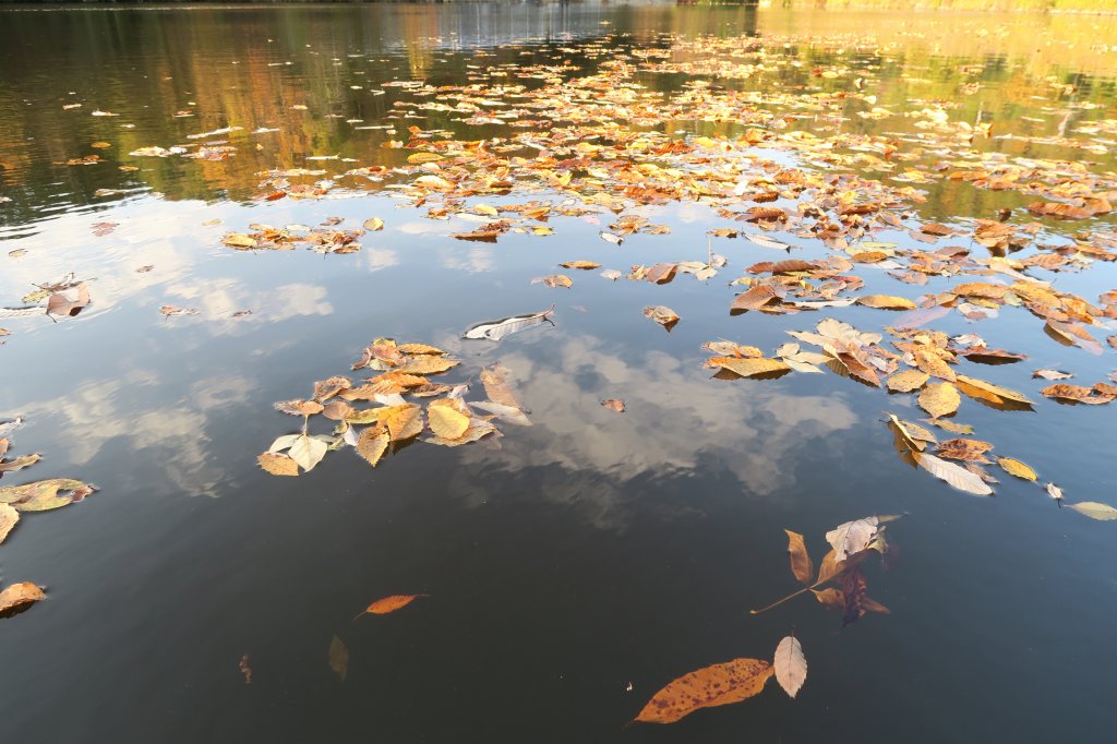 水面に浮かぶ枯葉