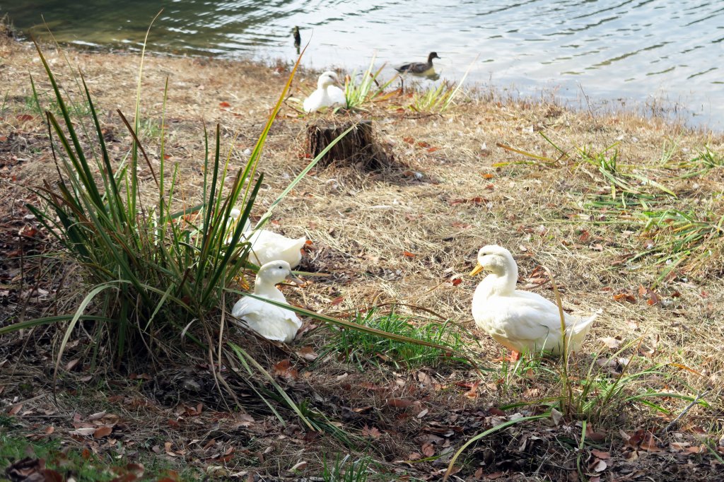 羽高湖とアヒル