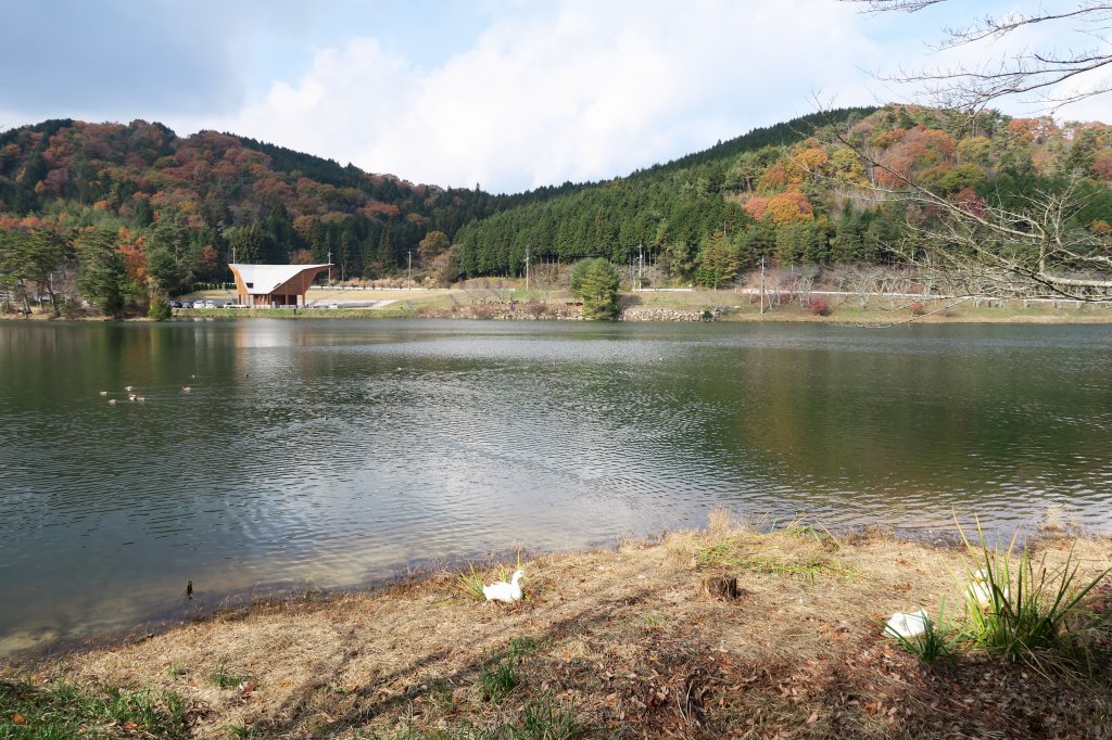羽高湖とアヒル