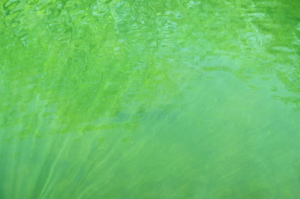 ブラックバスの陰