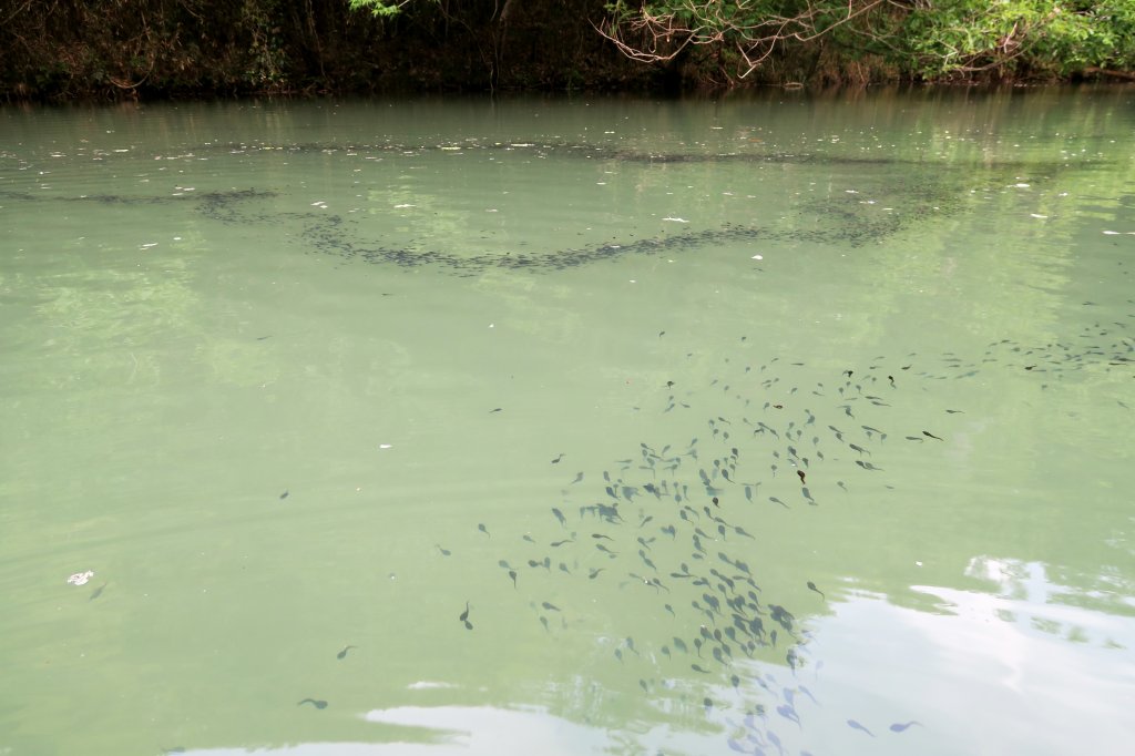 オタマジャクシ