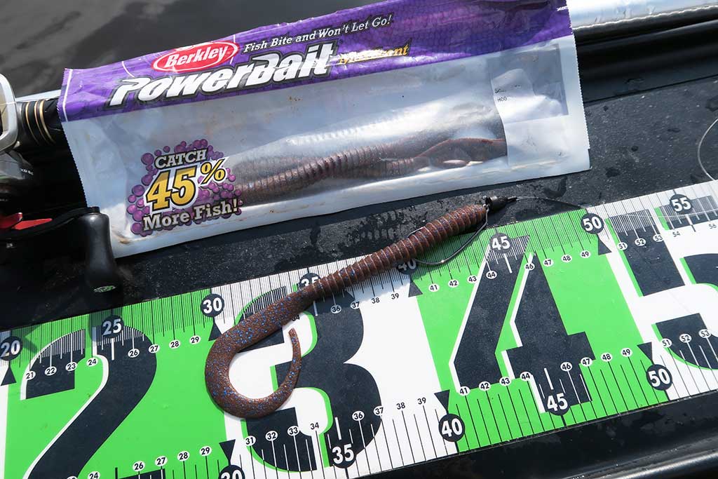 キングテール8インチ